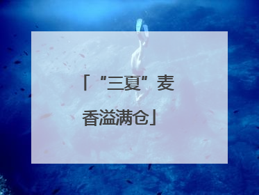 “三夏”麦香溢满仓