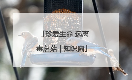 珍爱生命 远离毒蘑菇｜知识窗