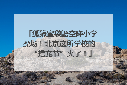 狐獴蜜袋鼯空降小学操场！北京这所学校的“撸宠节”火了！