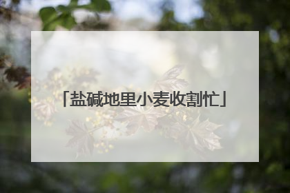 盐碱地里小麦收割忙