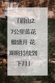 眉山2.7公里蓝花楹盛开 花期将持续到下月