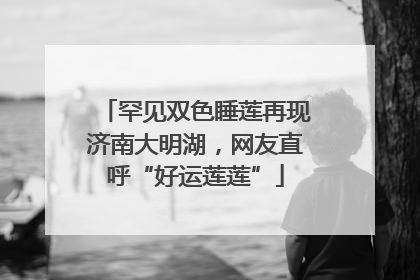 罕见双色睡莲再现济南大明湖，网友直呼“好运莲莲”