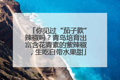 你见过“茄子款”辣椒吗？青岛培育出富含花青素的紫辣椒，生吃自带水果甜
