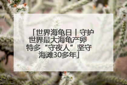 世界海龟日丨守护世界最大海龟产卵 特多“守夜人”坚守海滩30多年