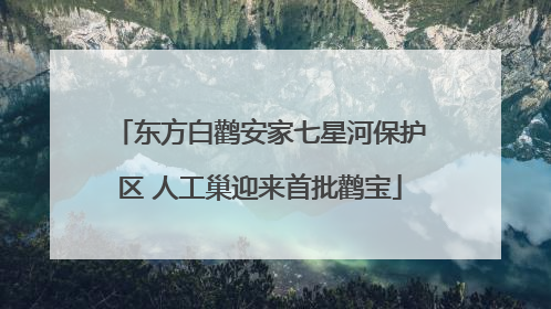 东方白鹳安家七星河保护区 人工巢迎来首批鹳宝