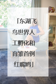 东湖飞鸟世界人工孵化和育雏首例红嘴鸥