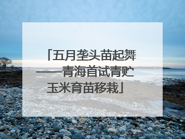五月垄头苗起舞——青海首试青贮玉米育苗移栽