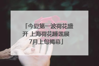 今夏第一波荷花盛开 上海荷花睡莲展7月上旬揭幕