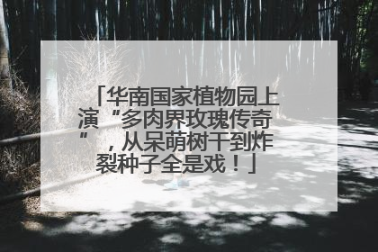 华南国家植物园上演“多肉界玫瑰传奇”，从呆萌树干到炸裂种子全是戏！