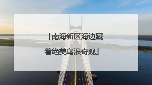 南海新区海边藏着绝美鸟浪奇观
