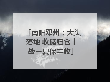 南阳邓州：大头落地 收储归仓丨战三夏保丰收