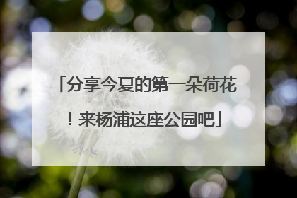 分享今夏的第一朵荷花！来杨浦这座公园吧
