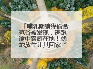 哺乳期猪獾偷食苞谷被发现，逃跑途中累瘫在地！就地放生让其回家“奶孩子”