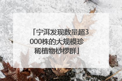 宁洱发现数量超3000株的大规模珍稀植物桫椤群