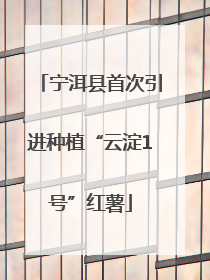 宁洱县首次引进种植“云淀1号”红薯