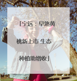 宁远：早熟黄桃新上市 生态种植助增收