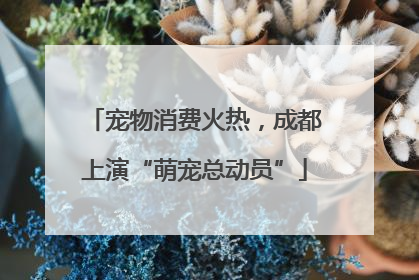 宠物消费火热，成都上演“萌宠总动员”