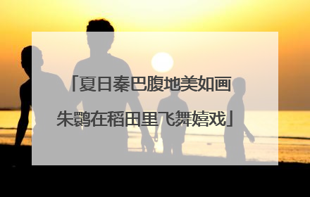 夏日秦巴腹地美如画 朱鹮在稻田里飞舞嬉戏