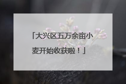 大兴区五万余亩小麦开始收获啦！