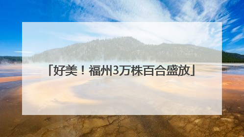 好美！福州3万株百合盛放