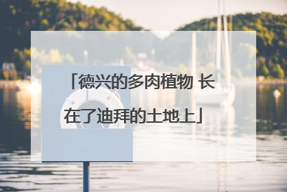 德兴的多肉植物 长在了迪拜的土地上