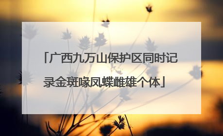 广西九万山保护区同时记录金斑喙凤蝶雌雄个体
