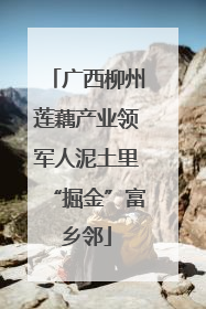 广西柳州莲藕产业领军人泥土里“掘金”富乡邻