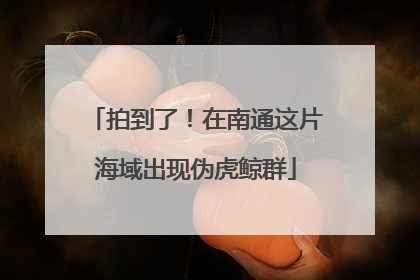拍到了！在南通这片海域出现伪虎鲸群