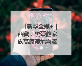 新华全媒+｜西藏：黑颈鹤家族高原湿地喜添“萌宝”