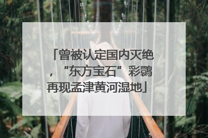 曾被认定国内灭绝，“东方宝石”彩鹮再现孟津黄河湿地