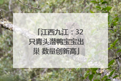 江西九江：32只青头潜鸭宝宝出巢 数量创新高