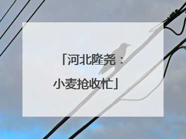 河北隆尧：小麦抢收忙