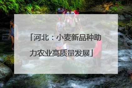 河北：小麦新品种助力农业高质量发展