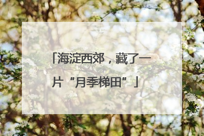 海淀西郊，藏了一片“月季梯田”
