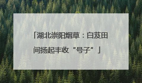 湖北崇阳烟草：白芨田间扬起丰收“号子”