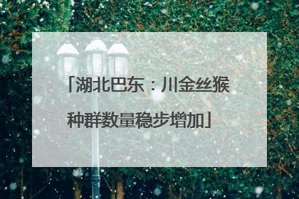 湖北巴东：川金丝猴种群数量稳步增加
