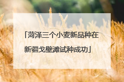 菏泽三个小麦新品种在新疆戈壁滩试种成功