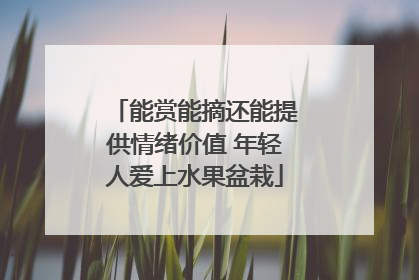 能赏能摘还能提供情绪价值 年轻人爱上水果盆栽