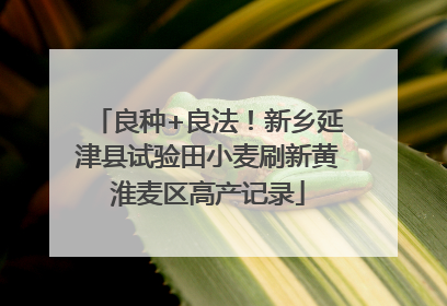 良种+良法！新乡延津县试验田小麦刷新黄淮麦区高产记录
