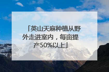 英山天麻种植从野外走进室内，每亩提产50%以上