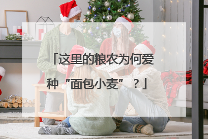 这里的粮农为何爱种“面包小麦”？
