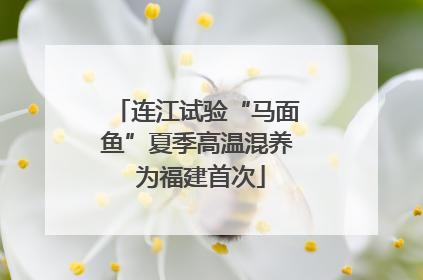 连江试验“马面鱼”夏季高温混养 为福建首次