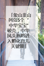 象山韭山列岛5个“中华宝宝”破壳，中华凤头燕鸥进入孵化育儿关键期