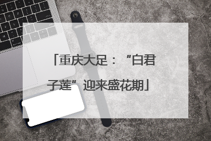 重庆大足：“白君子莲”迎来盛花期