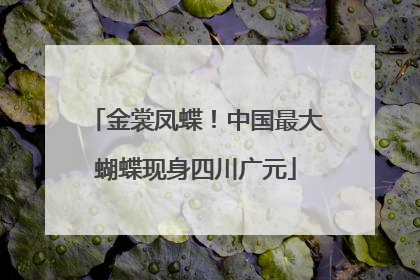 金裳凤蝶！中国最大蝴蝶现身四川广元