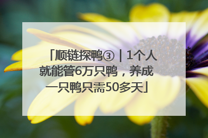顺链探鸭③｜1个人就能管6万只鸭，养成一只鸭只需50多天