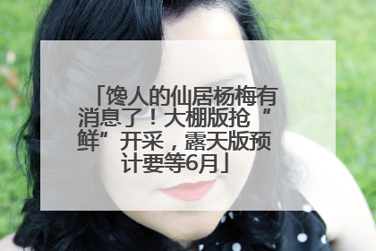 馋人的仙居杨梅有消息了！大棚版抢“鲜”开采，露天版预计要等6月
