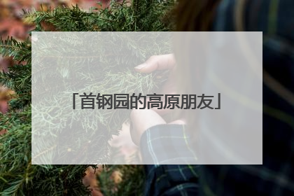 首钢园的高原朋友