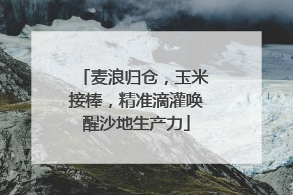 麦浪归仓，玉米接棒，精准滴灌唤醒沙地生产力