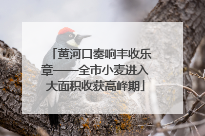 黄河口奏响丰收乐章——全市小麦进入大面积收获高峰期